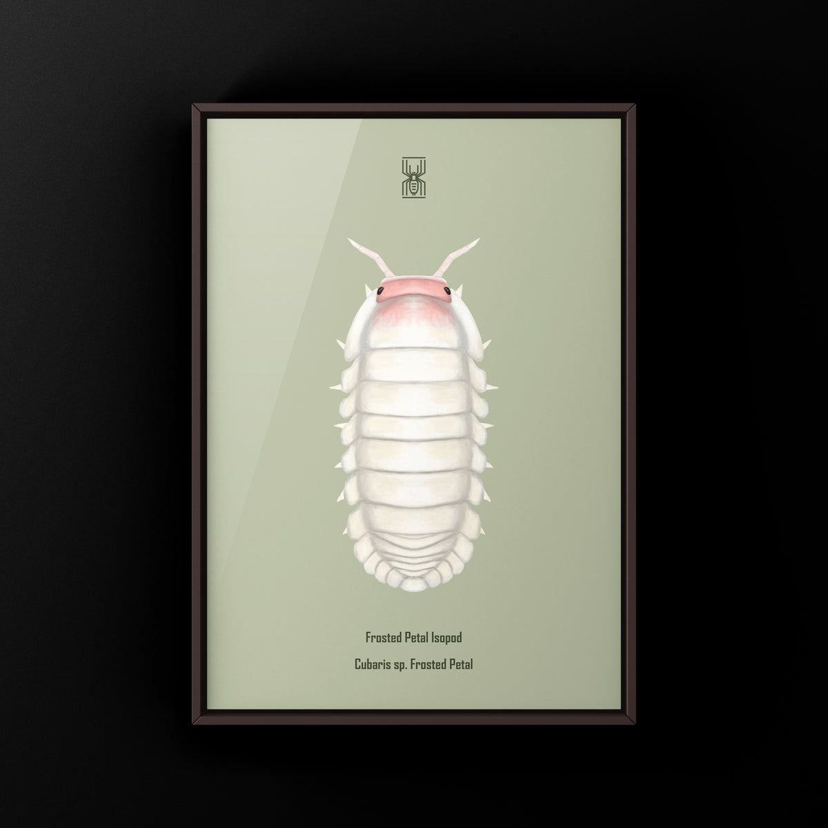 Frosted Petal Isopod Art Print (Cubaris sp. Frosted Petal) from The Silk Ranch
