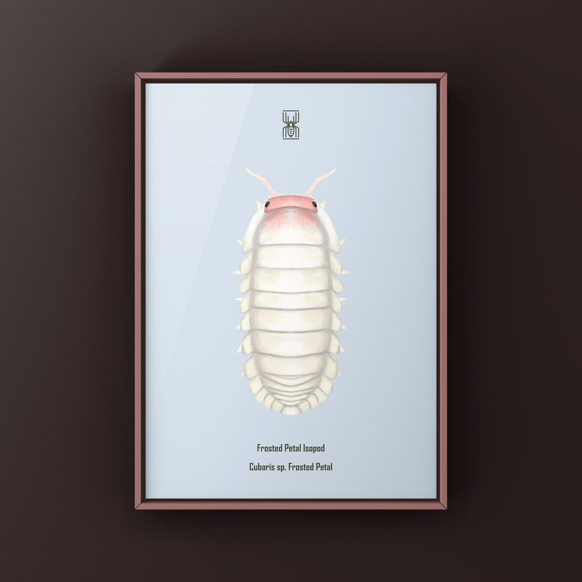 Frosted Petal Isopod Art Print (Cubaris sp. Frosted Petal) from The Silk Ranch
