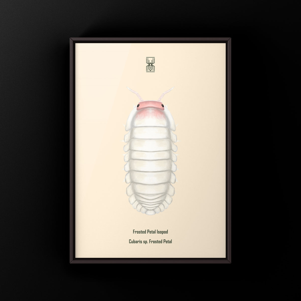 Frosted Petal Isopod Art Print (Cubaris sp. Frosted Petal) from The Silk Ranch