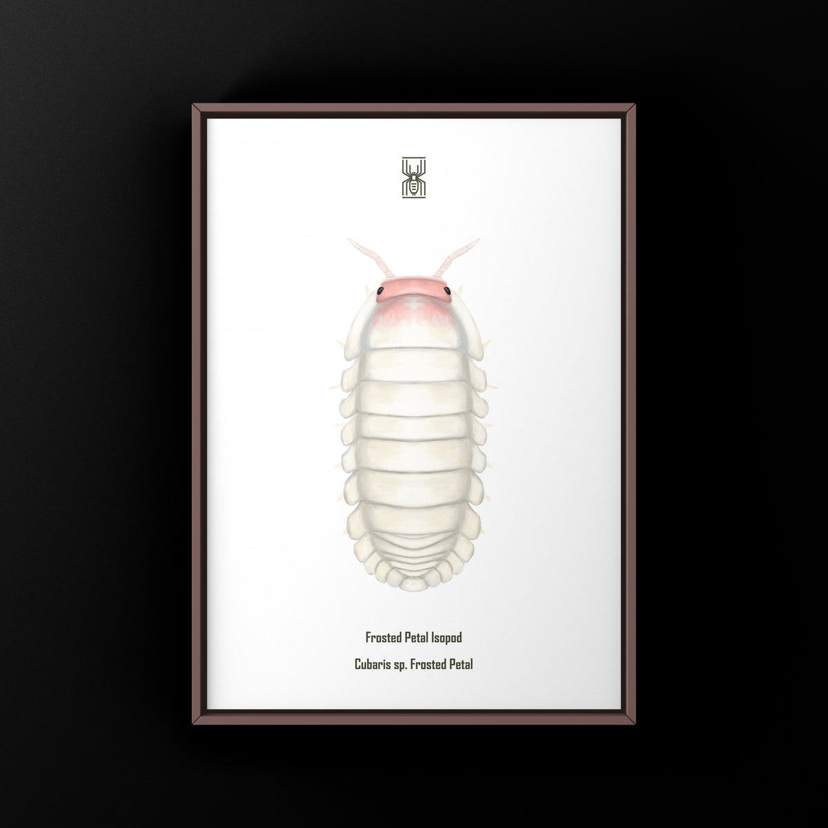 Frosted Petal Isopod Art Print (Cubaris sp. Frosted Petal) from The Silk Ranch