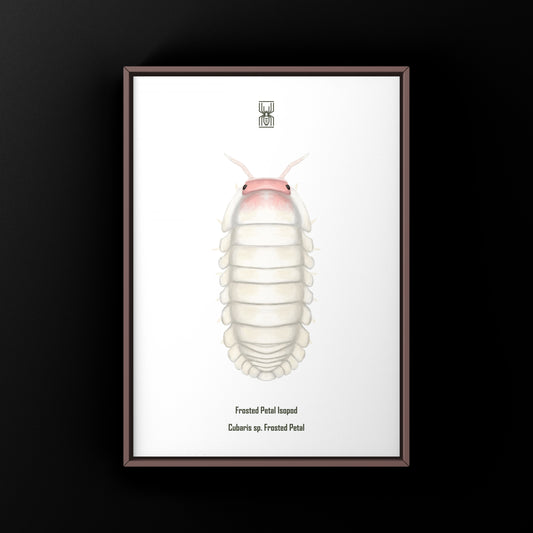 Frosted Petal Isopod Art Print (Cubaris sp. Frosted Petal) from The Silk Ranch