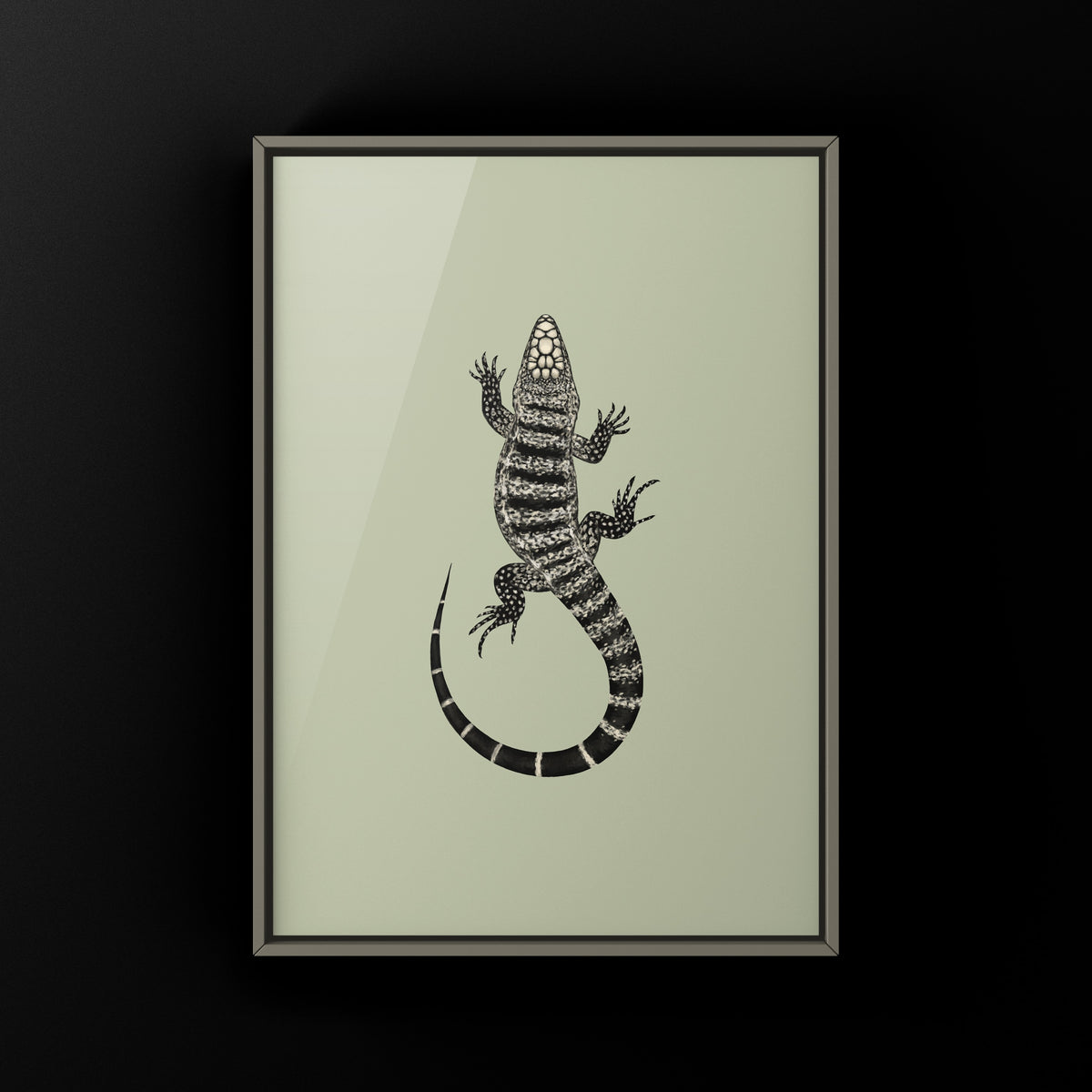 Argentine Black and White Tegu Art Print (Salvator merianae)