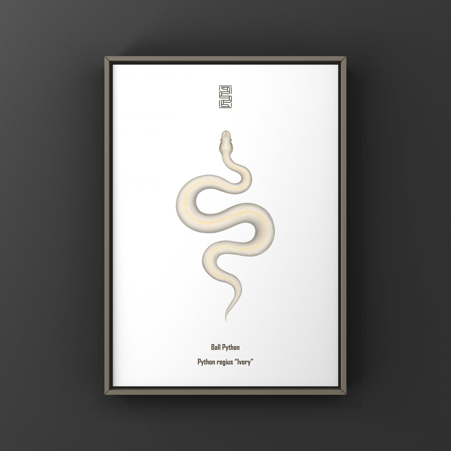 Ivory Ball Python Art Print from The Silk Ranch