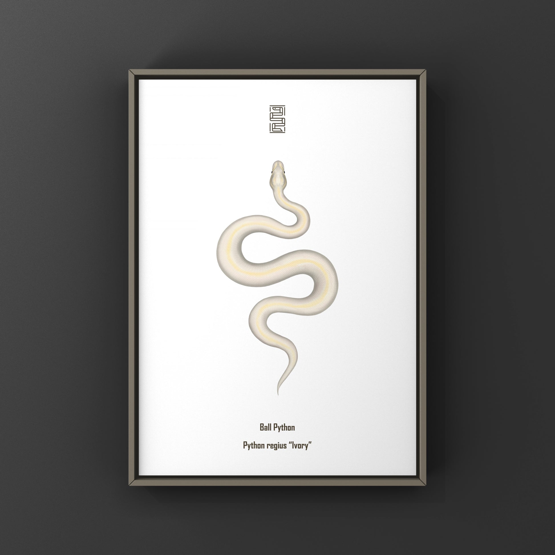 Ivory Ball Python Art Print from The Silk Ranch