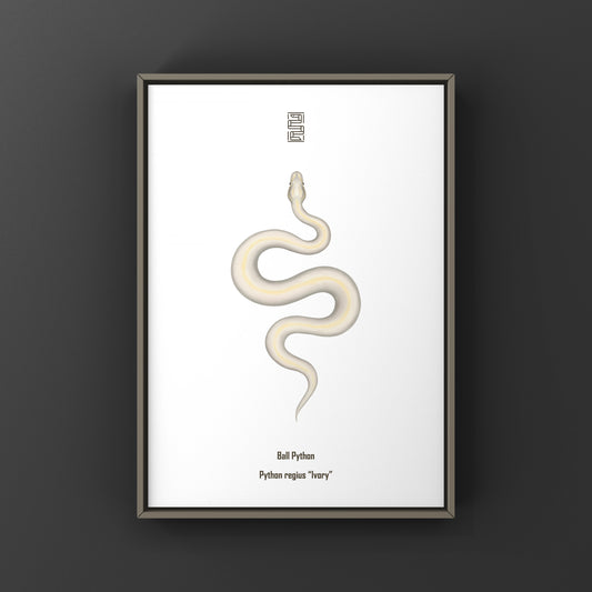 Ivory Ball Python Art Print from The Silk Ranch