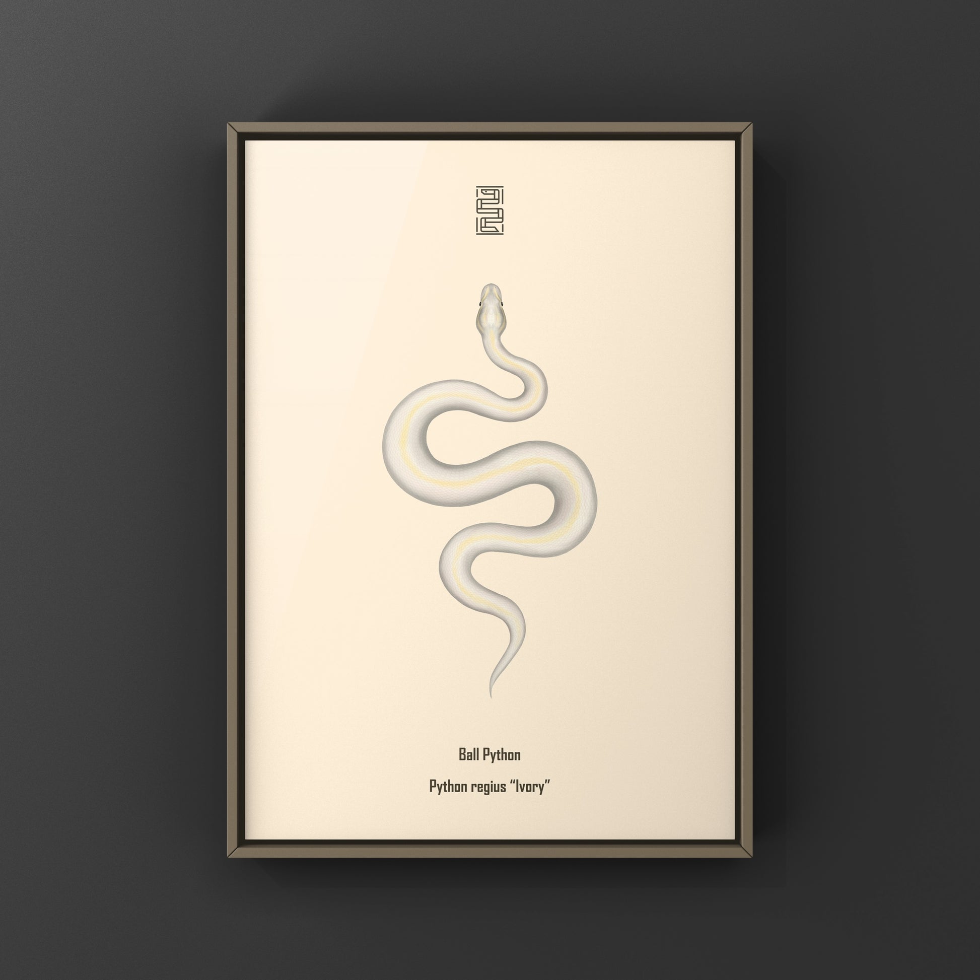 Ivory Ball Python Art Print from The Silk Ranch