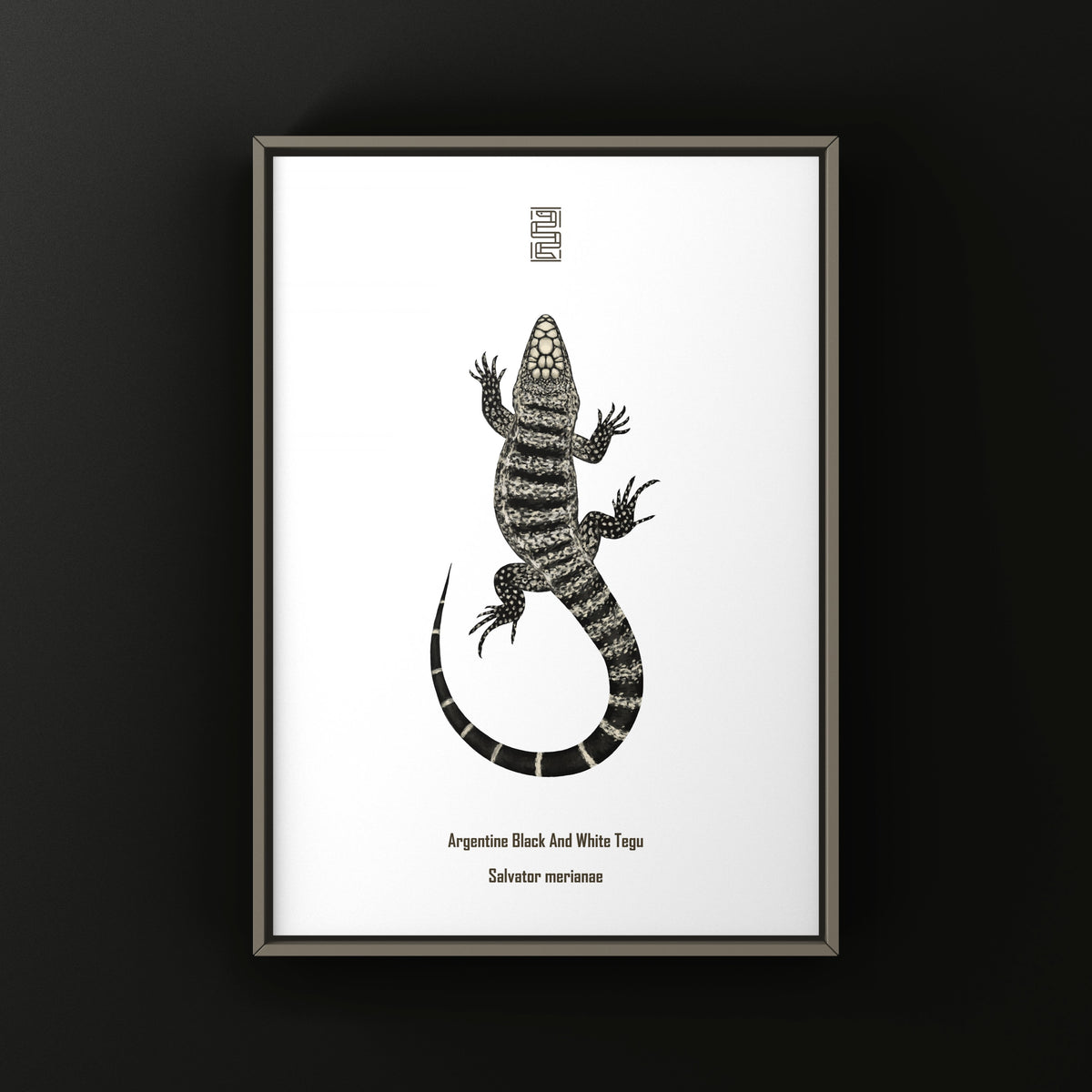 Argentine Black and White Tegu Art Print (Salvator merianae)