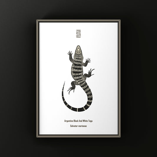 Argentine Black and White Tegu Art Print (Salvator merianae)