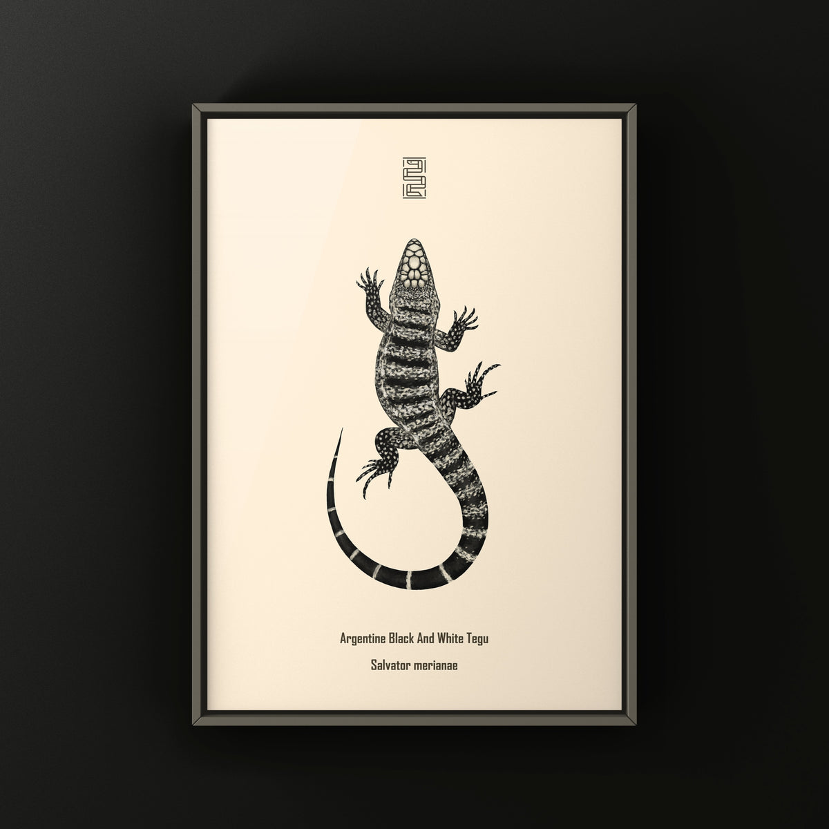 Argentine Black and White Tegu Art Print (Salvator merianae)
