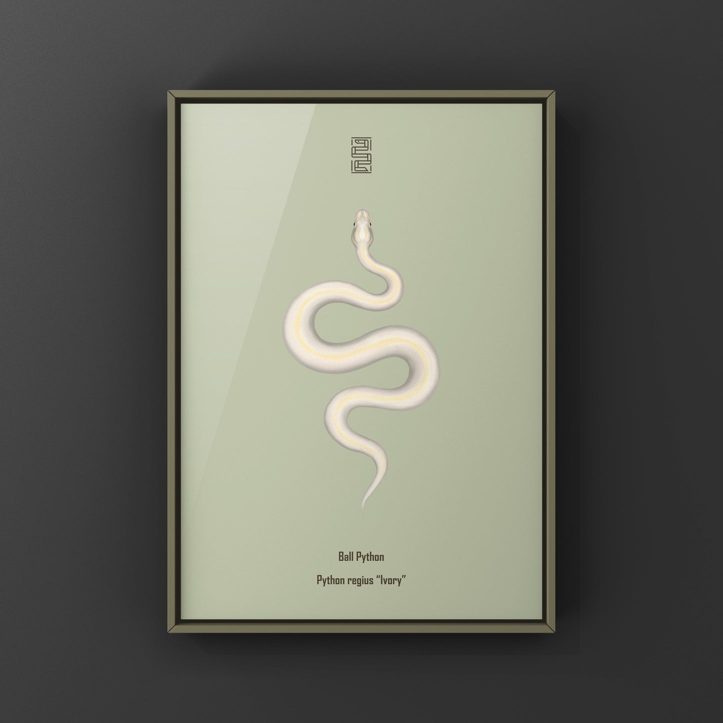 Ivory Ball Python Art Print from The Silk Ranch