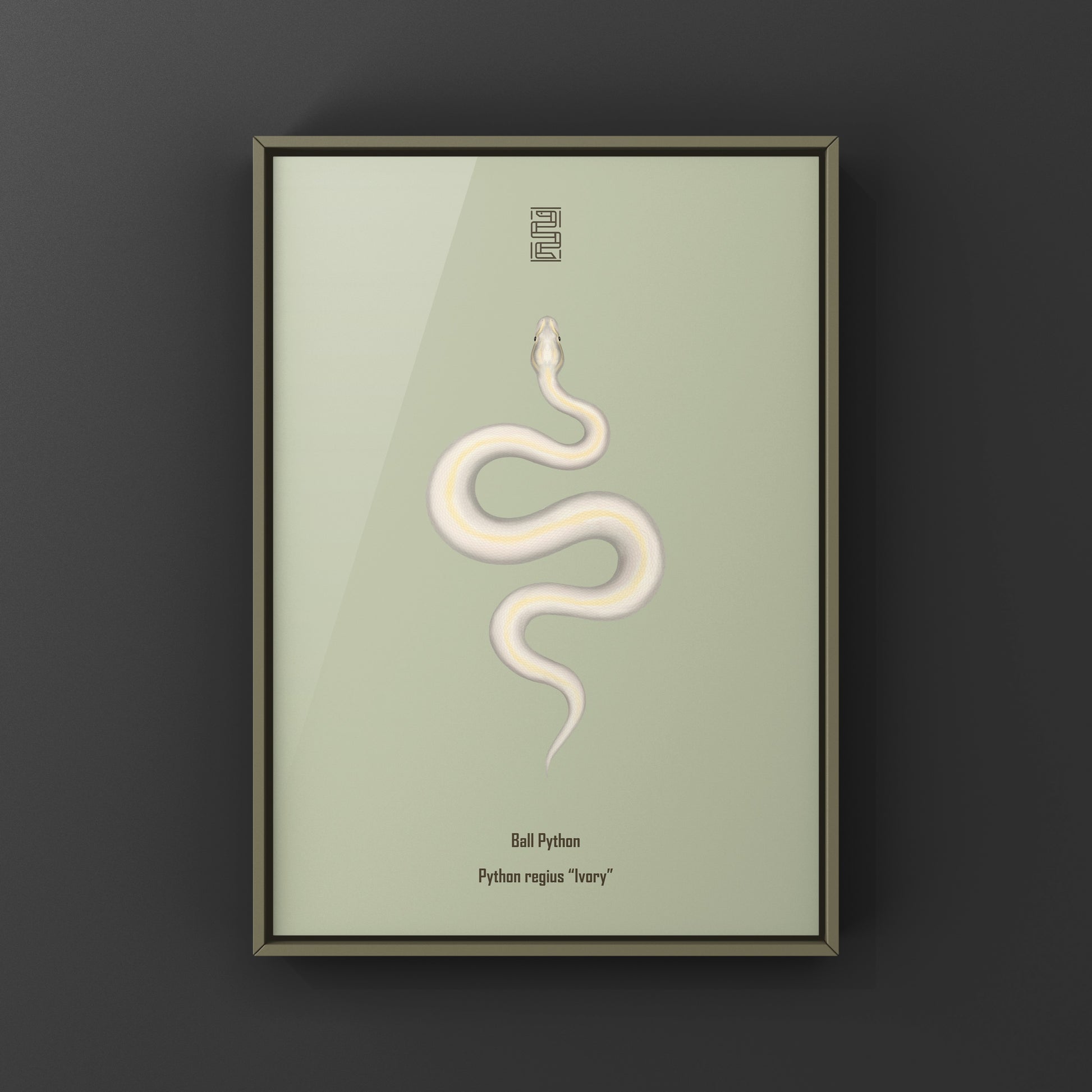 Ivory Ball Python Art Print from The Silk Ranch