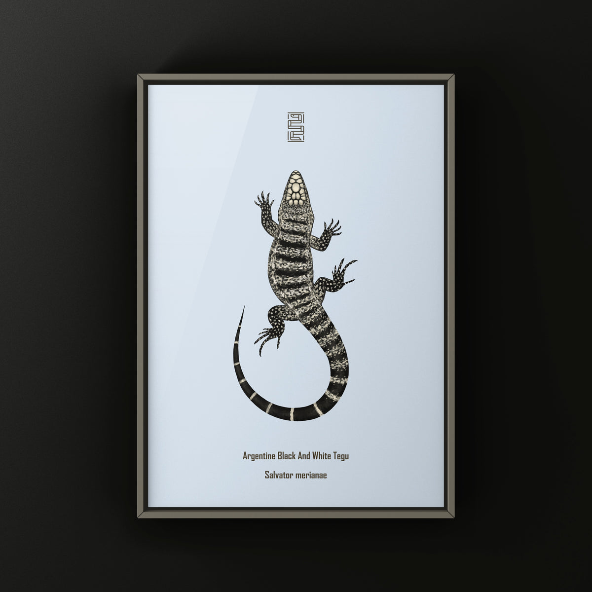 Argentine Black and White Tegu Art Print (Salvator merianae)