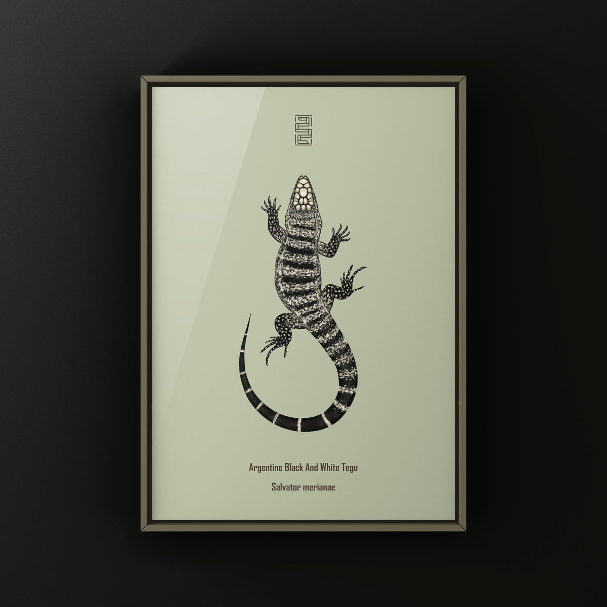Argentine Black and White Tegu Art Print (Salvator merianae)