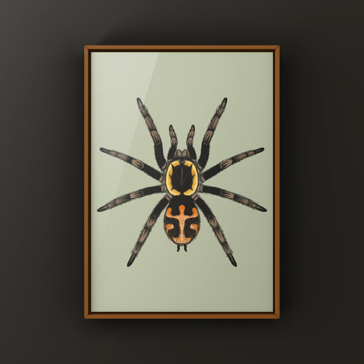 Butantan Tarantula art print by The Silk Ranch featuring detailed illustration of Jambu butantan tarantula on textured paper.