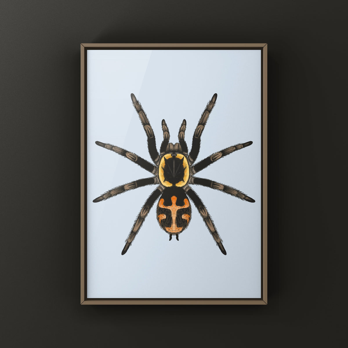 Butantan Tarantula art print by The Silk Ranch featuring detailed illustration of Jambu butantan tarantula.