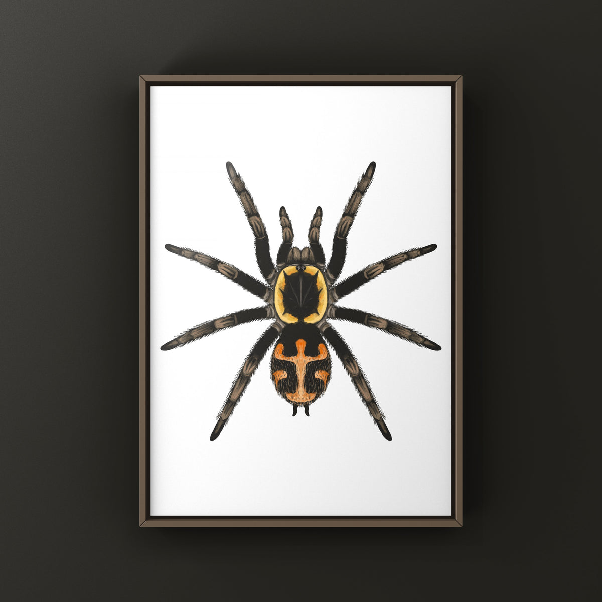 Butantan Tarantula art print by The Silk Ranch featuring detailed illustration of Jambu butantan tarantula on textured paper