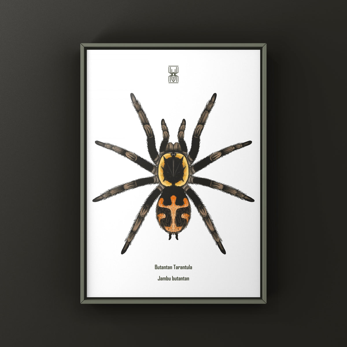 Colorful Butantan Tarantula art print by The Silk Ranch featuring detailed spider illustration on textured paper.
