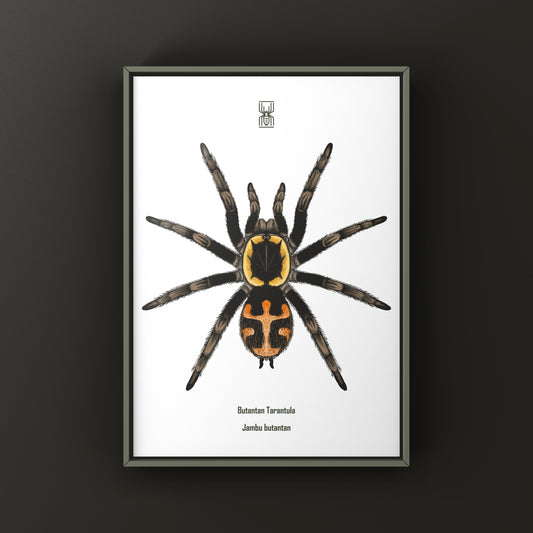 Colorful Butantan Tarantula art print by The Silk Ranch featuring detailed spider illustration on textured paper.