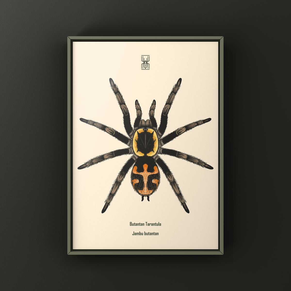 Butantan Tarantula art print by The Silk Ranch showing detailed illustration of Jambu butantan tarantula on paper background.