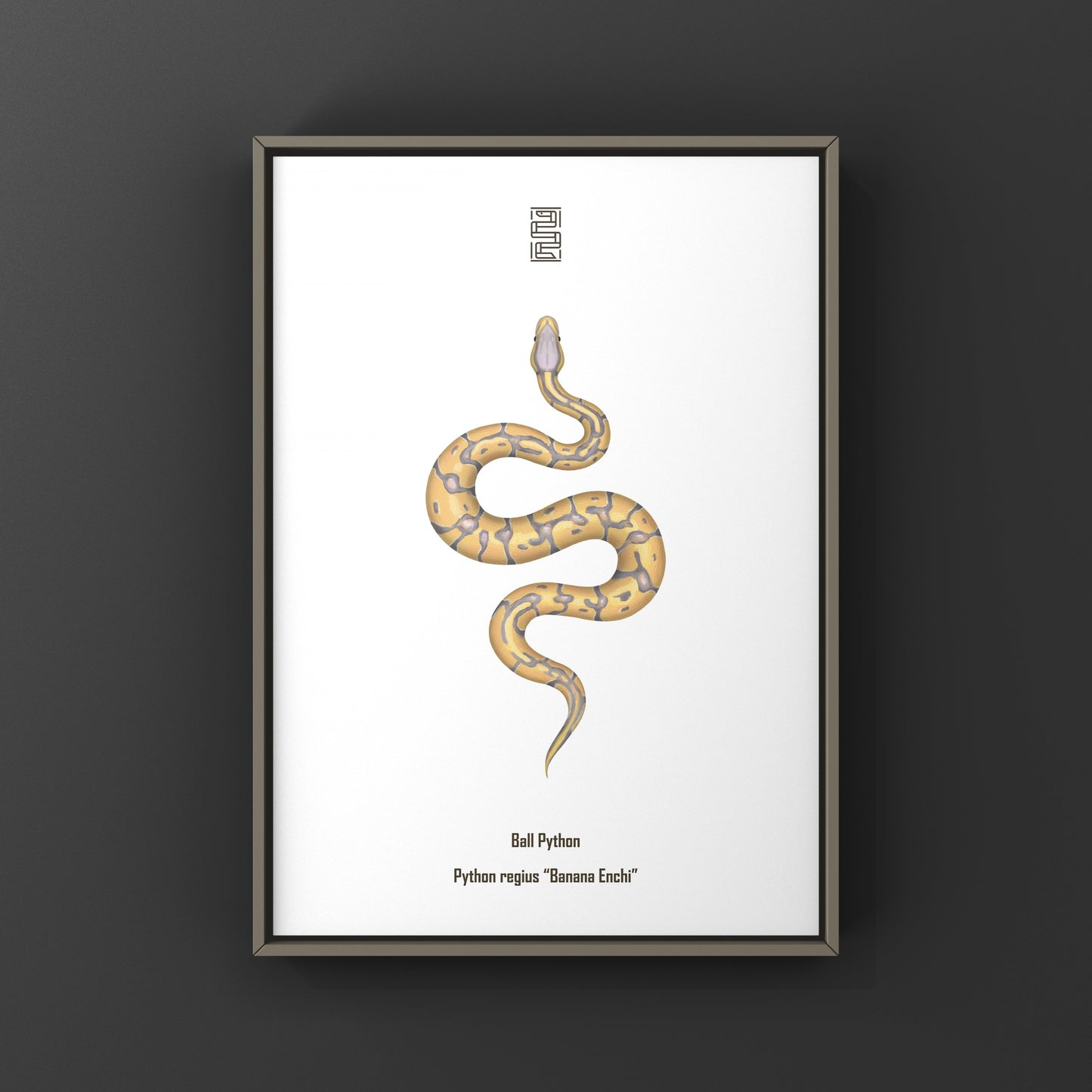 Banana Enchi Ball Python Art Print from The Silk Ranch