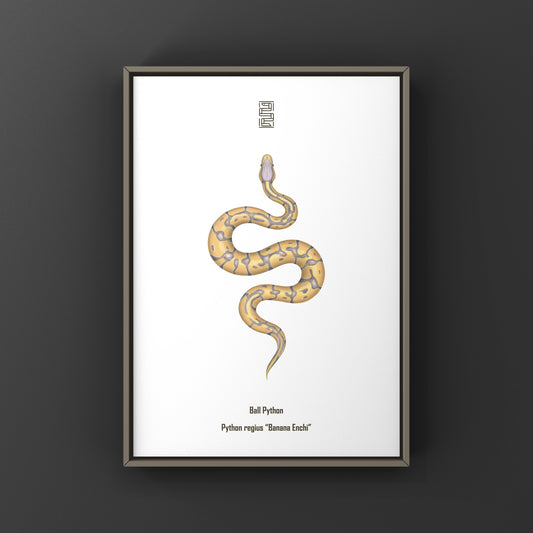 Banana Enchi Ball Python Art Print from The Silk Ranch