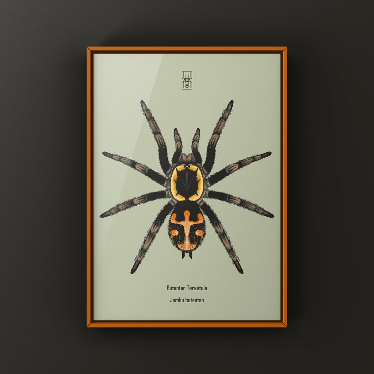 Butantan Tarantula art print by The Silk Ranch featuring detailed illustration of Jambu butantan tarantula on textured paper.