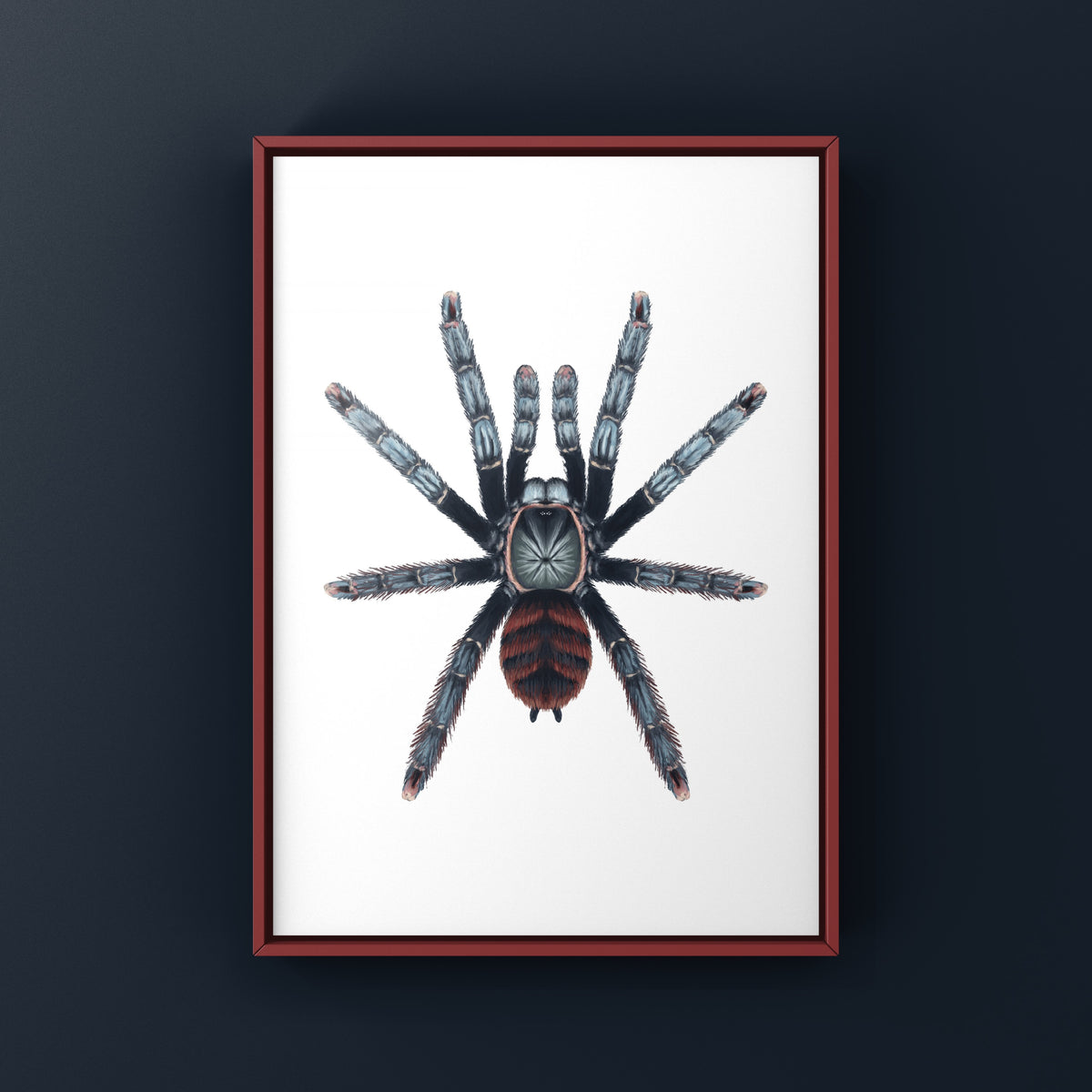 Ghost Tree Spider Art Print (Amazonius burgessi) from The Silk Ranch