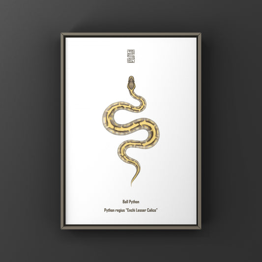 Enchi Lesser Calico Ball Python Art Print from The Silk Ranch