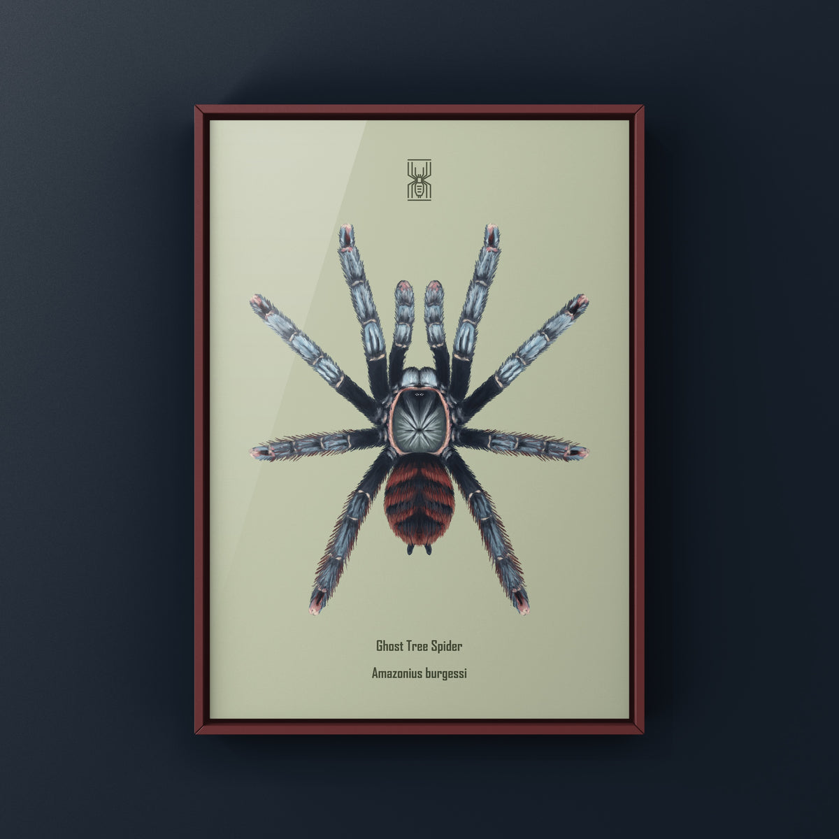 Ghost Tree Spider Art Print (Amazonius burgessi) from The Silk Ranch