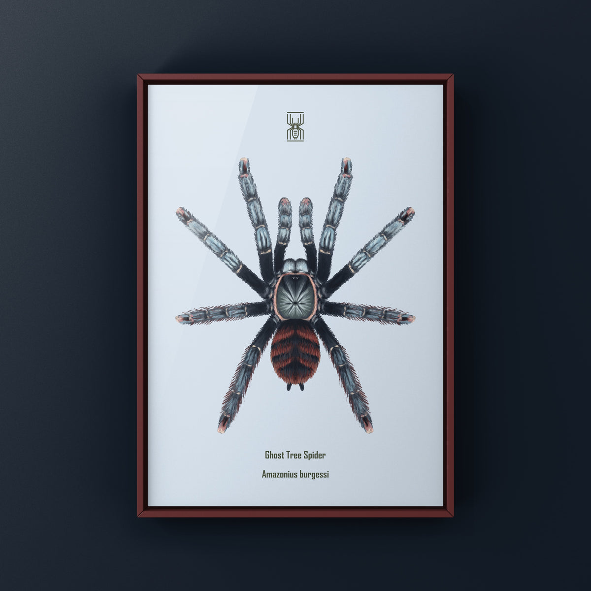 Ghost Tree Spider Art Print (Amazonius burgessi) from The Silk Ranch