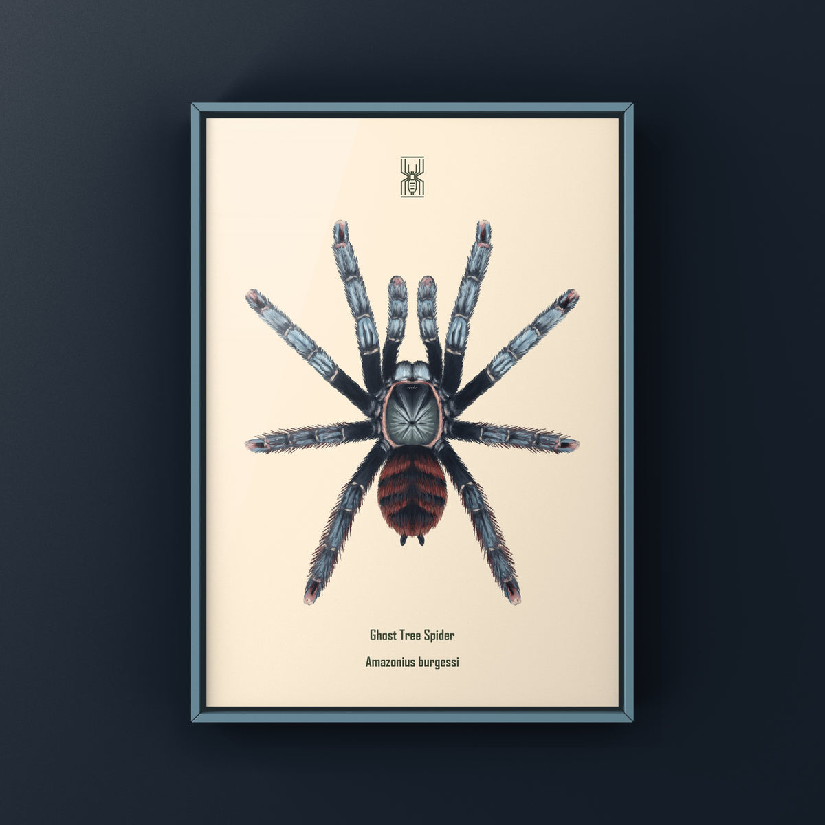 Ghost Tree Spider Art Print (Amazonius burgessi) from The Silk Ranch