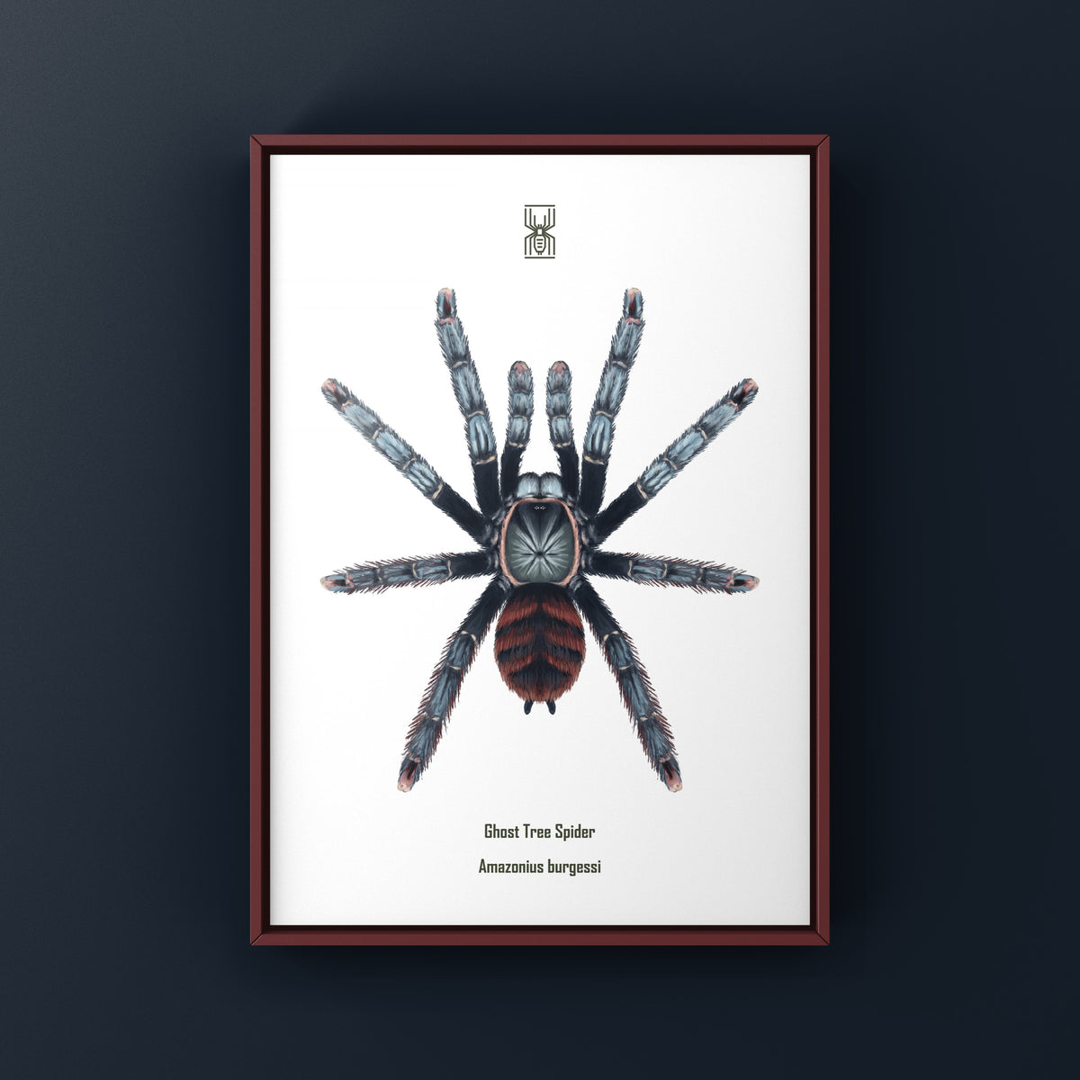 Ghost Tree Spider Art Print (Amazonius burgessi) from The Silk Ranch