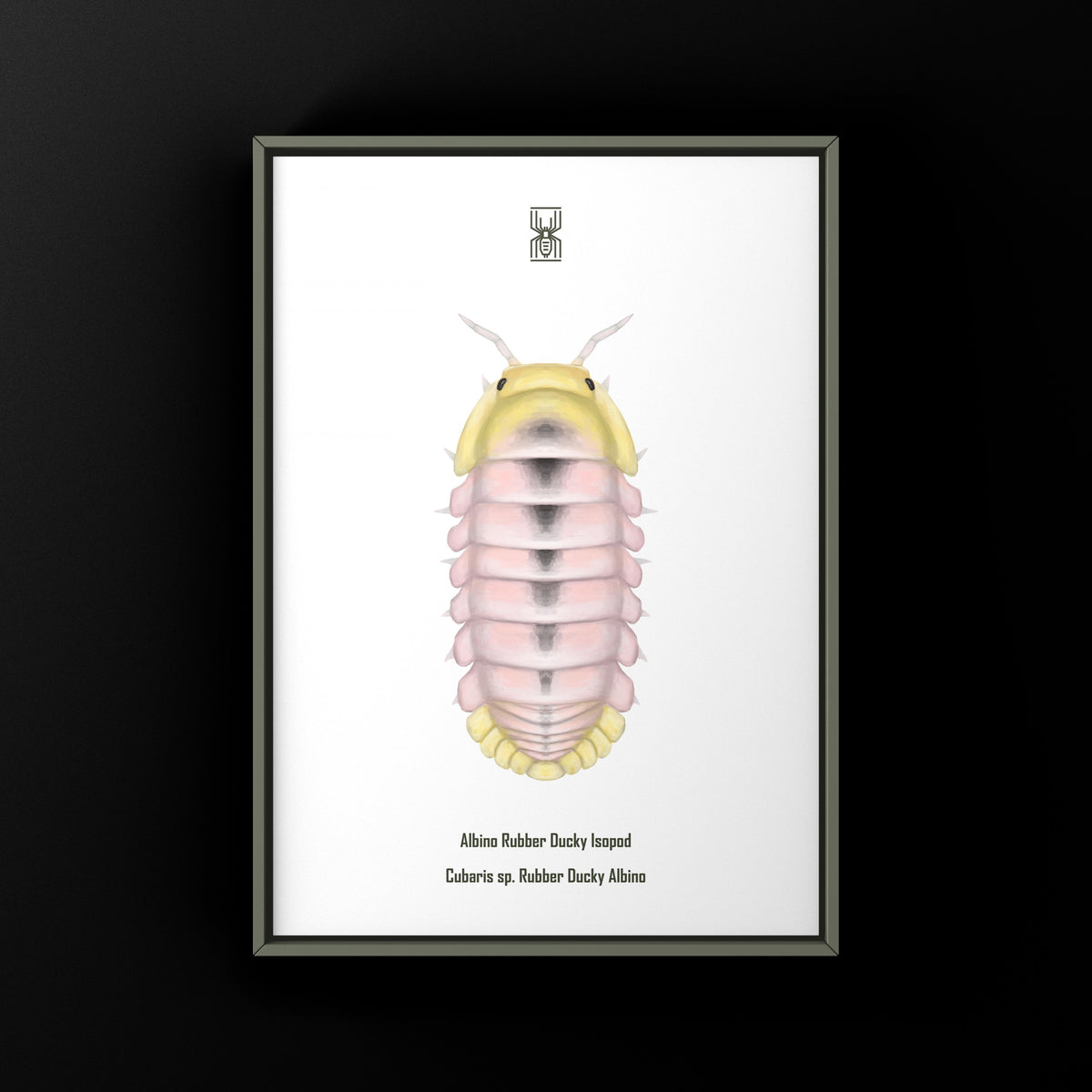 Albino Rubber Ducky Isopod Art Print (Cubaris sp. Rubber Ducky Albino) from The Silk Ranch