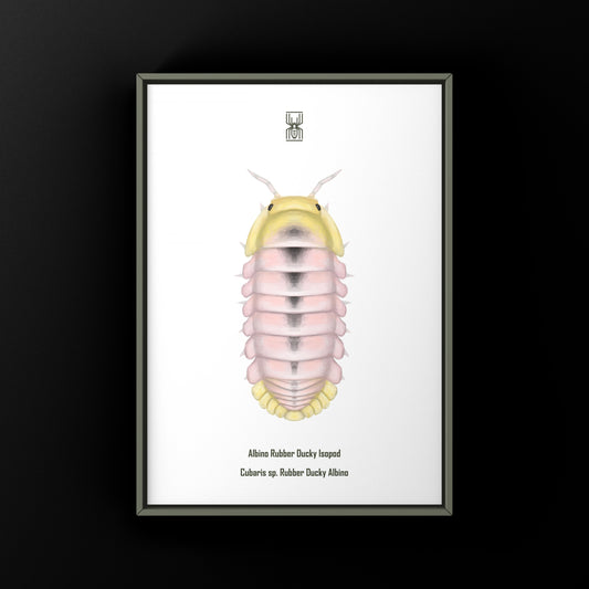 Albino Rubber Ducky Isopod Art Print (Cubaris sp. Rubber Ducky Albino) from The Silk Ranch