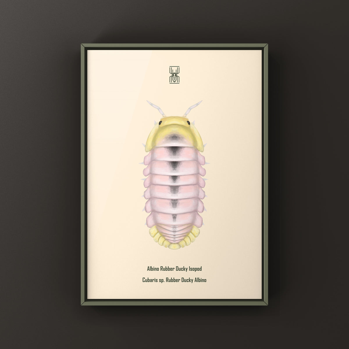 Albino Rubber Ducky Isopod Art Print (Cubaris sp. Rubber Ducky Albino) from The Silk Ranch