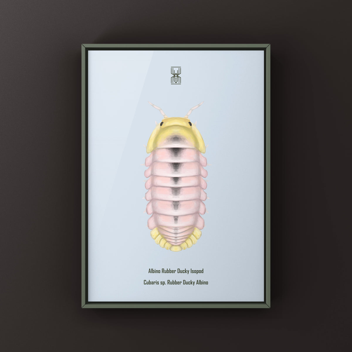 Albino Rubber Ducky Isopod Art Print (Cubaris sp. Rubber Ducky Albino) from The Silk Ranch
