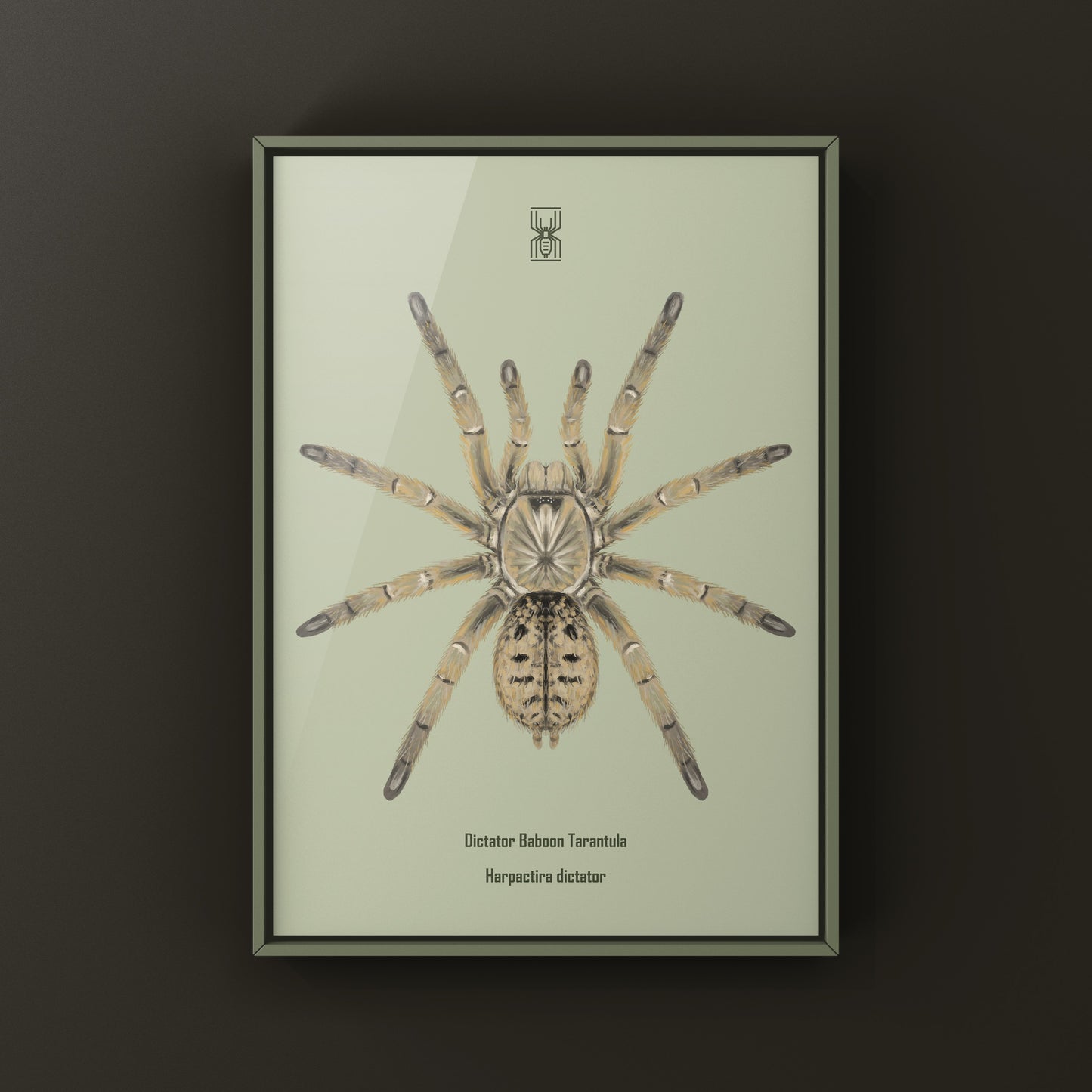 Dictator Baboon Tarantula (Harpactira dictator) Art Print