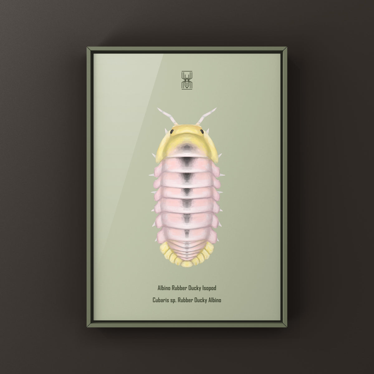 Albino Rubber Ducky Isopod Art Print (Cubaris sp. Rubber Ducky Albino) from The Silk Ranch