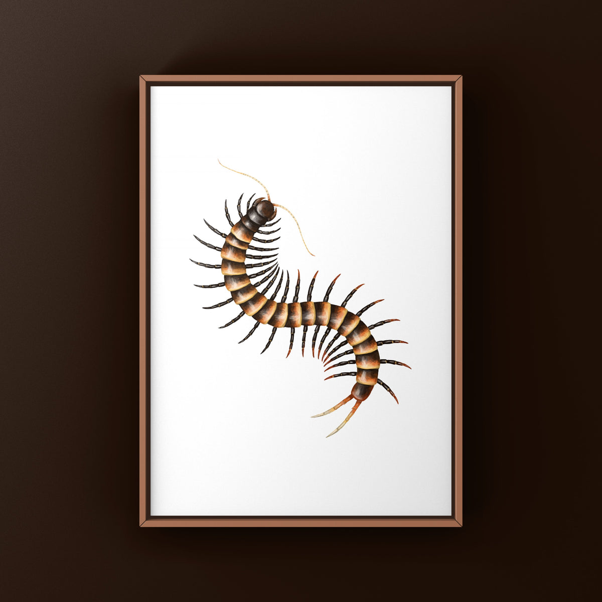 Black Tiger Centipede Art Print (Scolopendra sp. Black Tiger) from The Silk Ranch