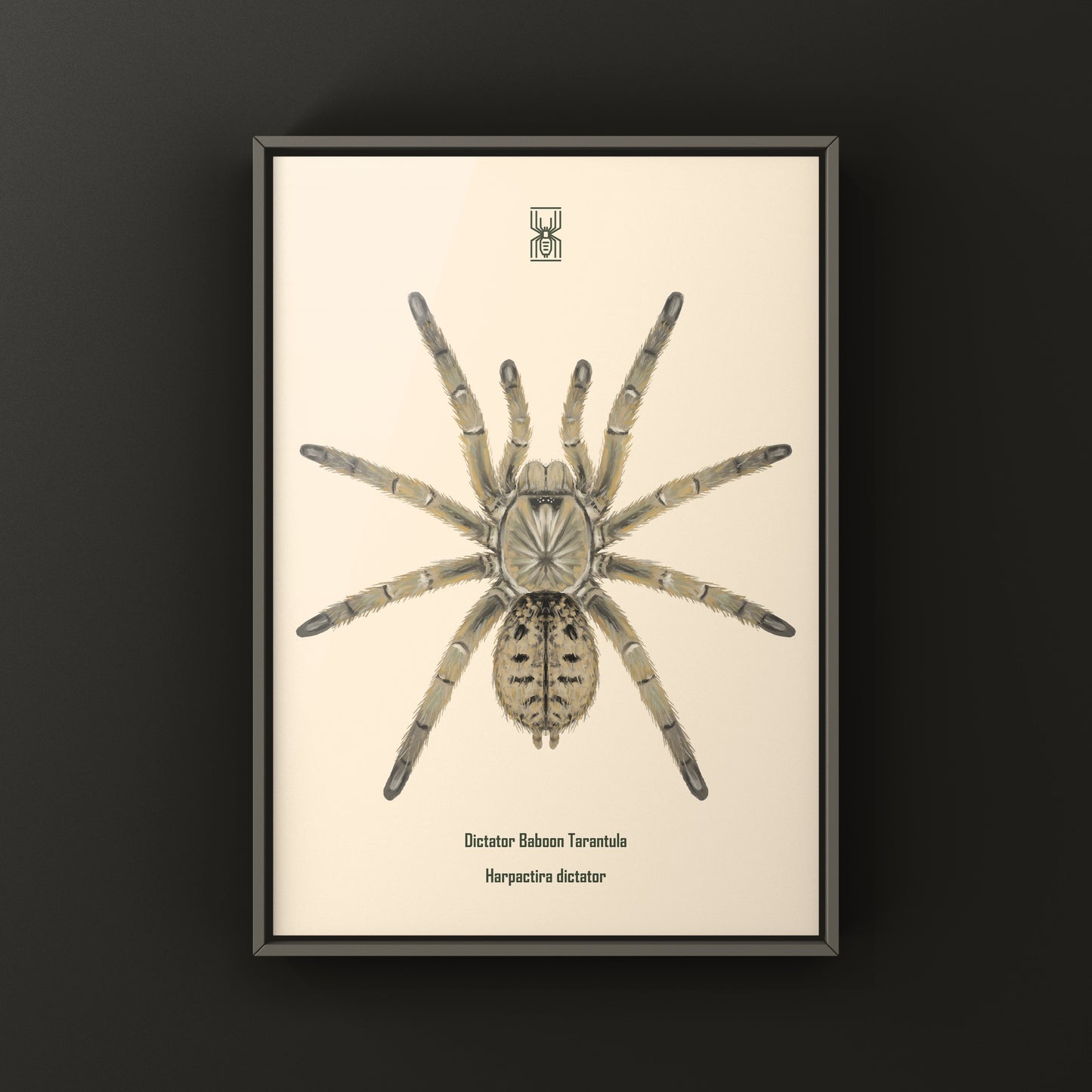 Dictator Baboon Tarantula (Harpactira dictator) Art Print
