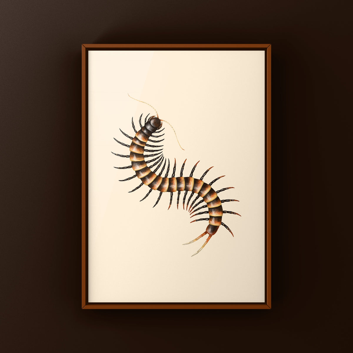Black Tiger Centipede Art Print (Scolopendra sp. Black Tiger) from The Silk Ranch