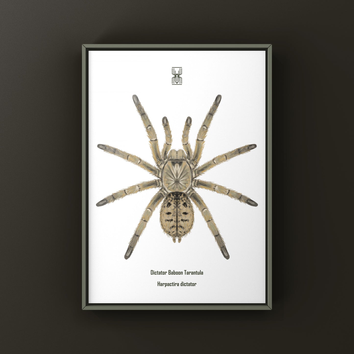 Dictator Baboon Tarantula (Harpactira dictator) Art Print