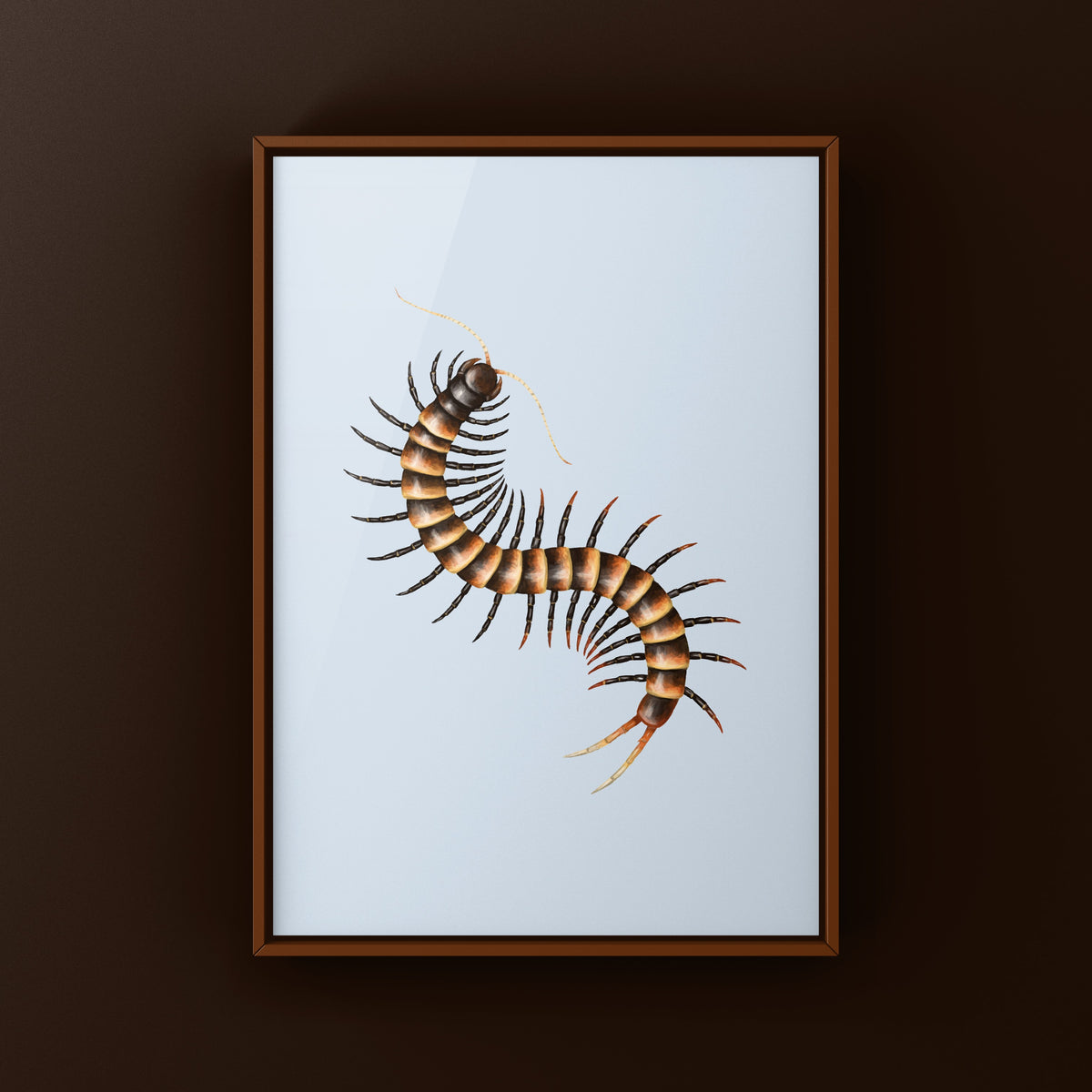 Black Tiger Centipede Art Print (Scolopendra sp. Black Tiger) from The Silk Ranch