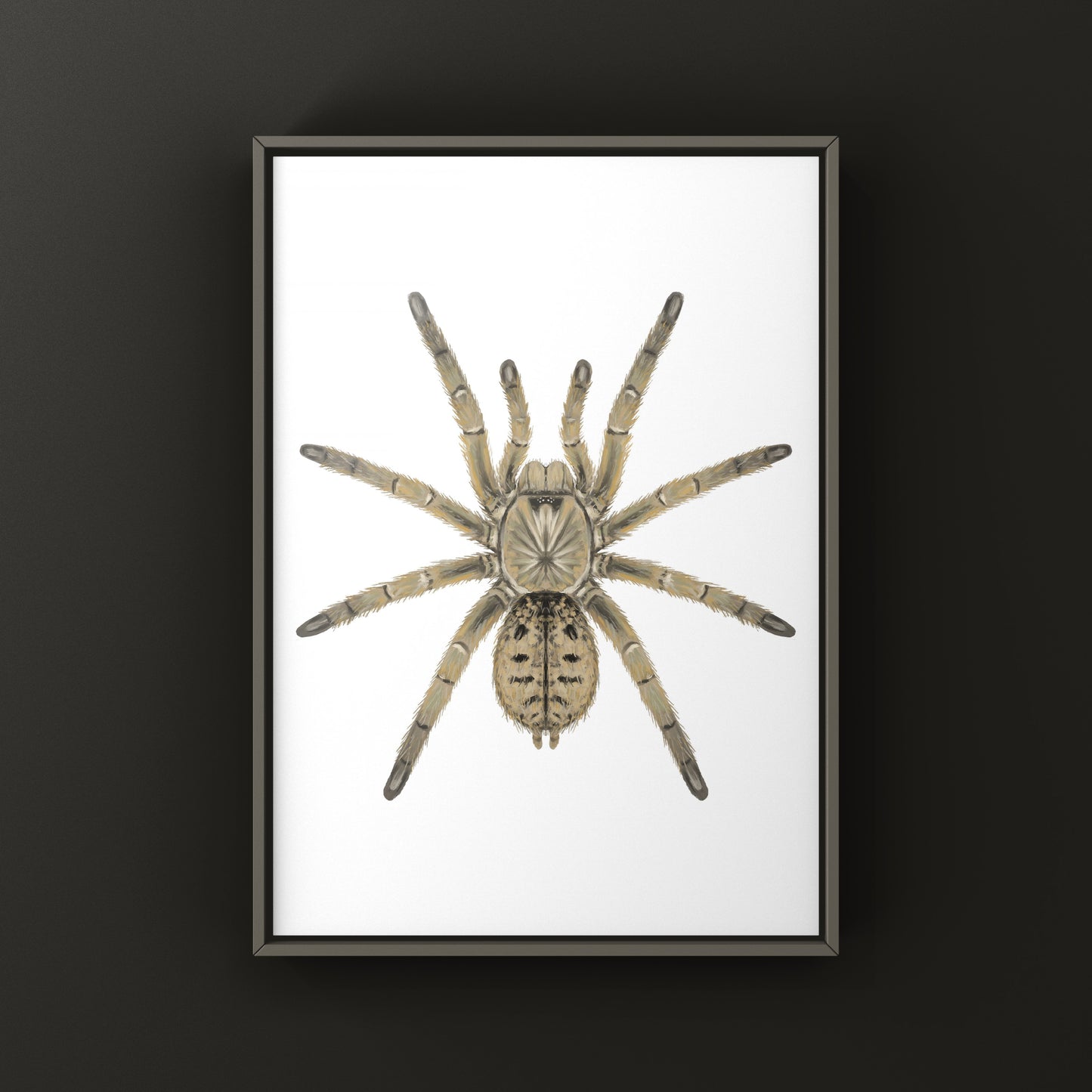 Dictator Baboon Tarantula (Harpactira dictator) Art Print