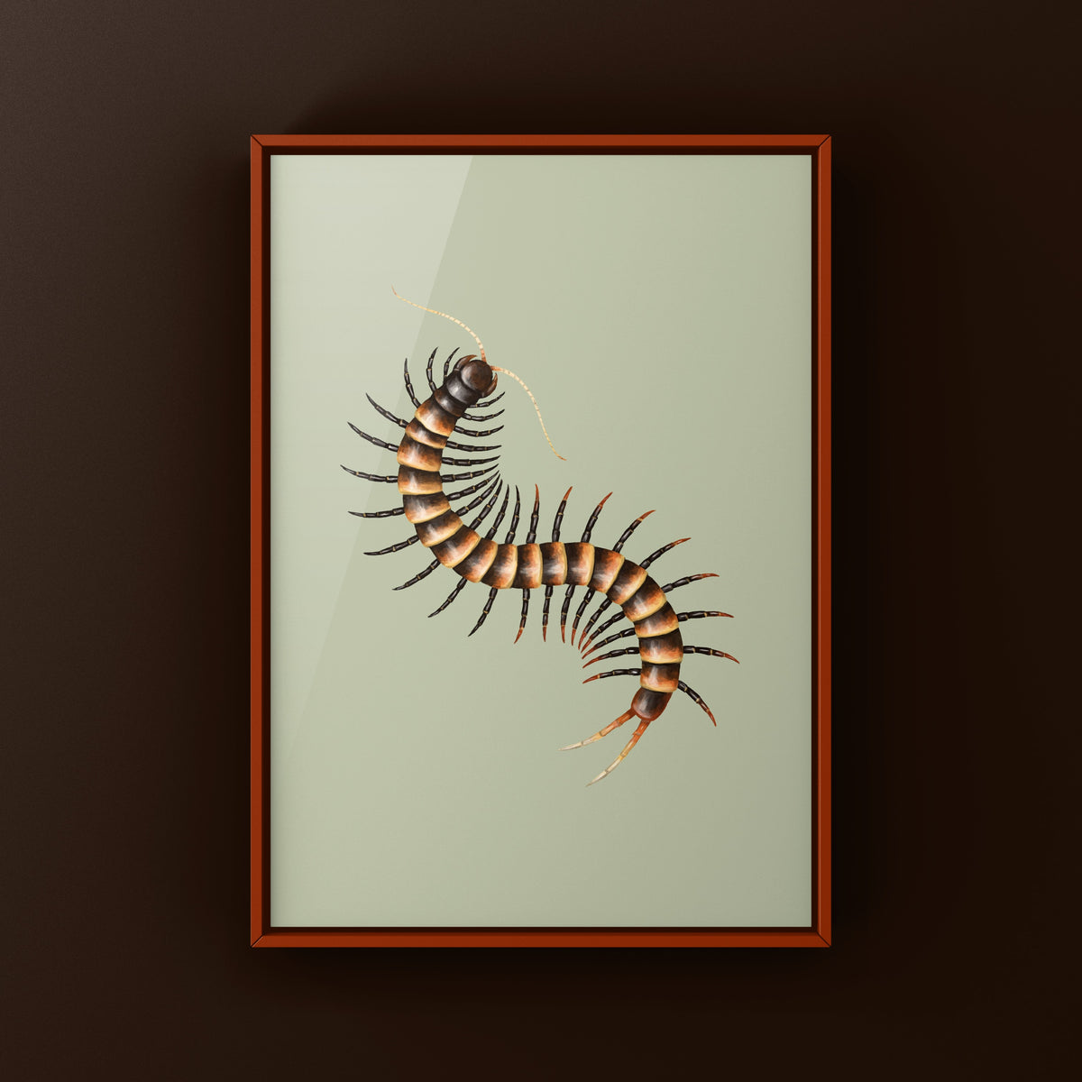 Black Tiger Centipede Art Print (Scolopendra sp. Black Tiger) from The Silk Ranch