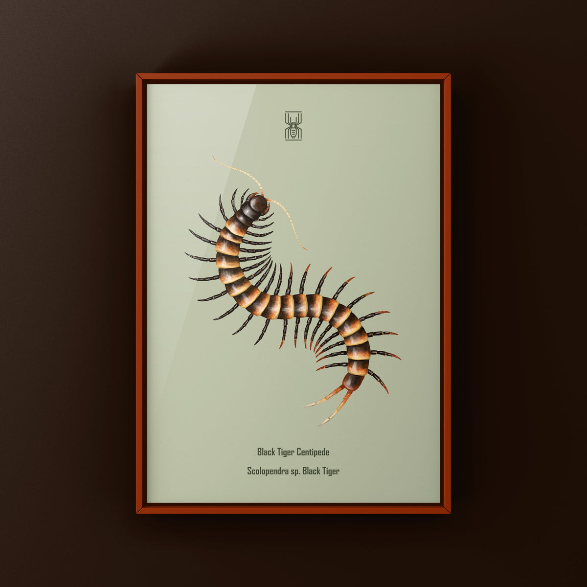 Black Tiger Centipede Art Print (Scolopendra sp. Black Tiger) from The Silk Ranch
