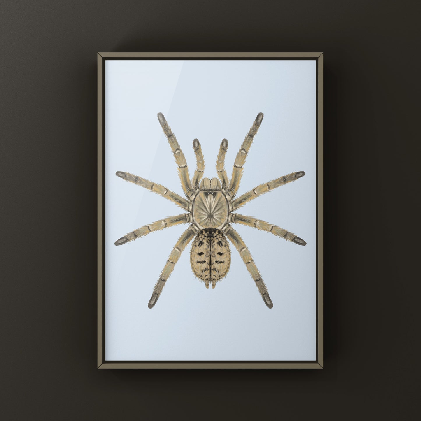 Dictator Baboon Tarantula (Harpactira dictator) Art Print
