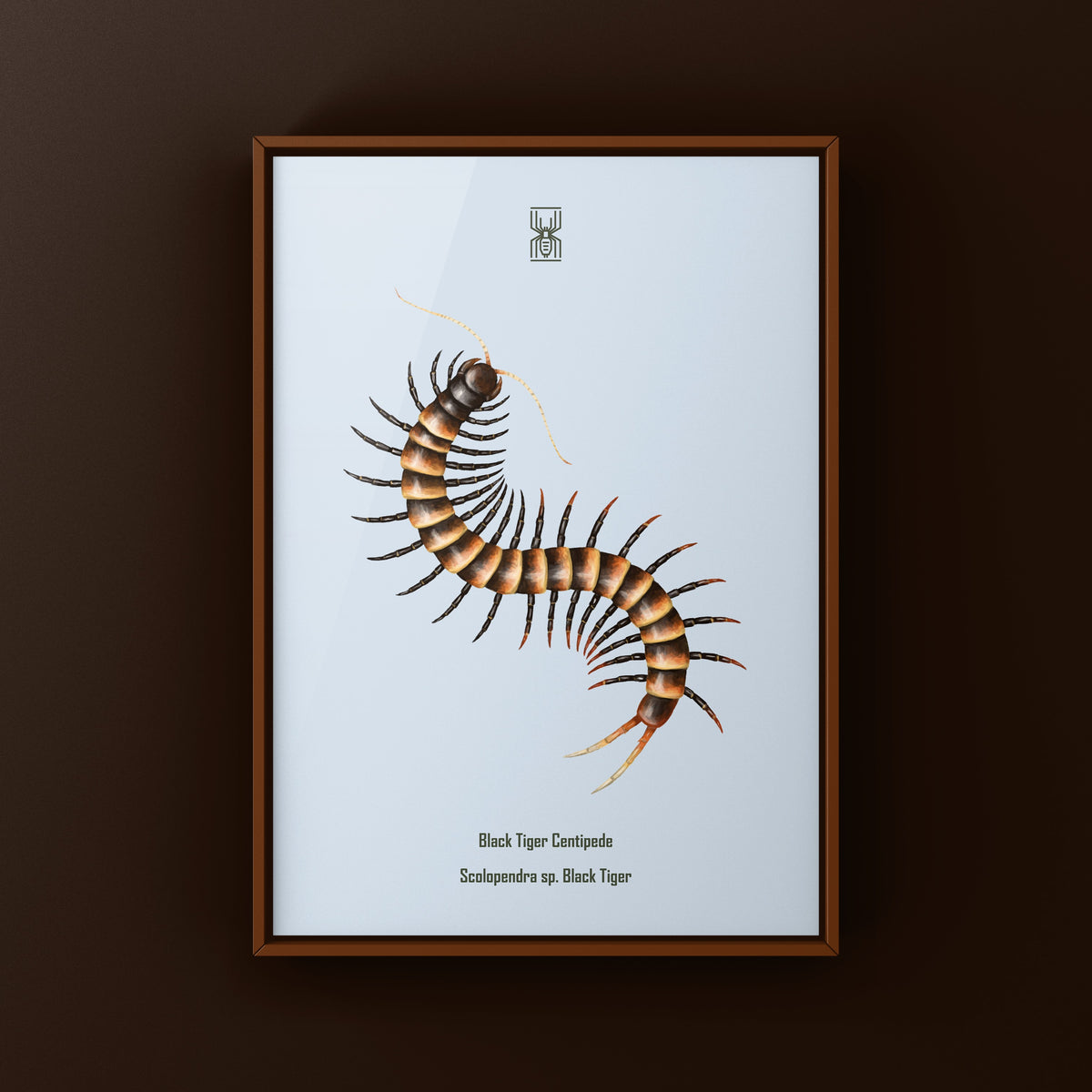 Black Tiger Centipede Art Print (Scolopendra sp. Black Tiger) from The Silk Ranch
