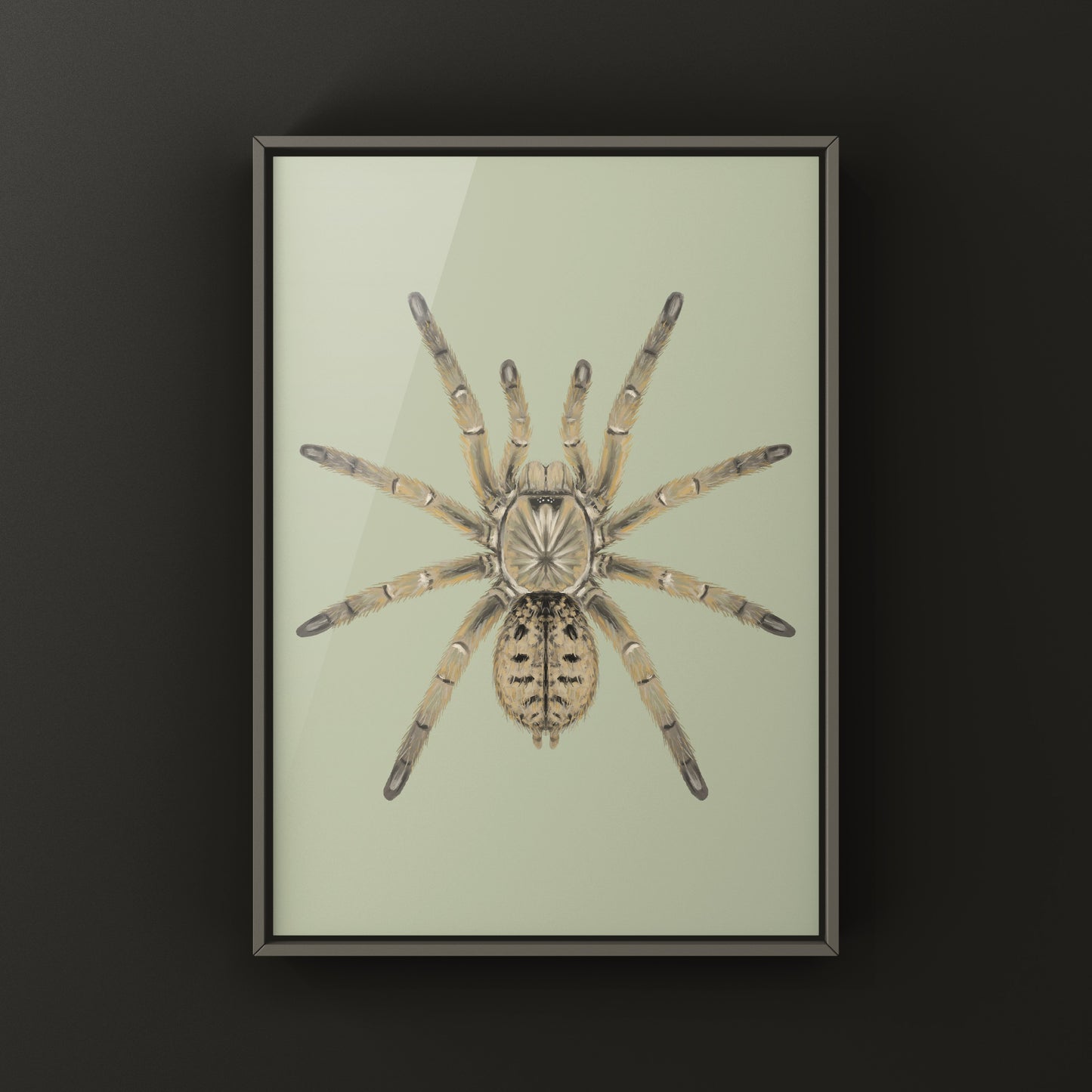Dictator Baboon Tarantula (Harpactira dictator) Art Print