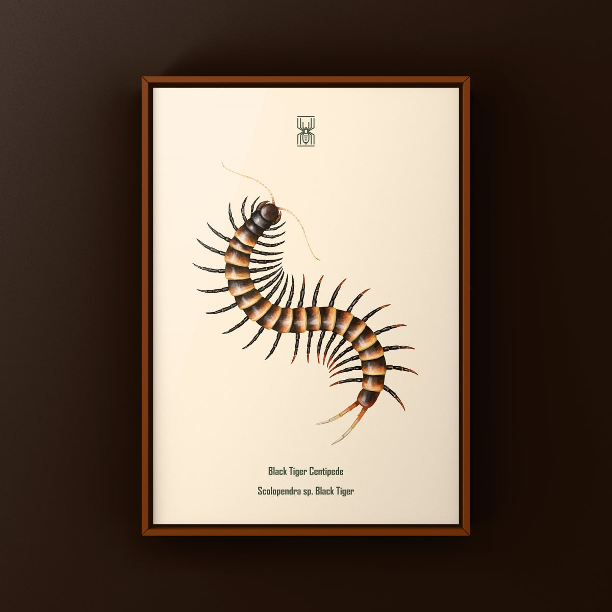 Black Tiger Centipede Art Print (Scolopendra sp. Black Tiger) from The Silk Ranch